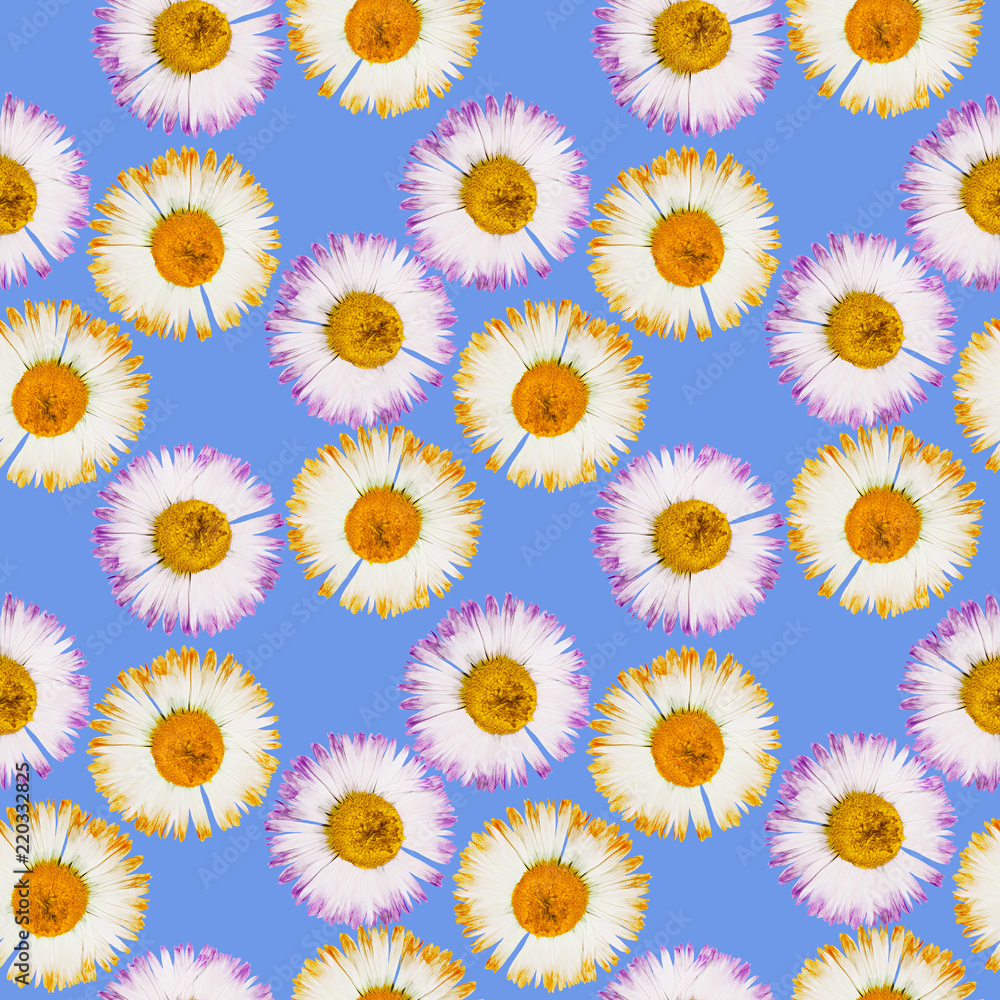 Daisy, marguerite. Seamless pattern texture of flowers. Floral background, photo collage