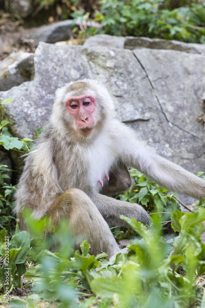 Jigokudani Monkey Park , monkeys bathing in a natural hot spring at Nagano , Japan Jigokudani Monkey Park , monkeys bathing in a natural hot spring at Nagano , Japan