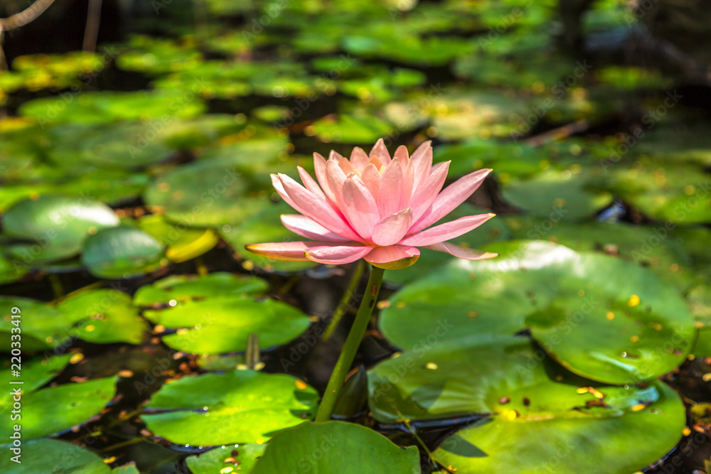 Pink lotus flower Pink lotus flower