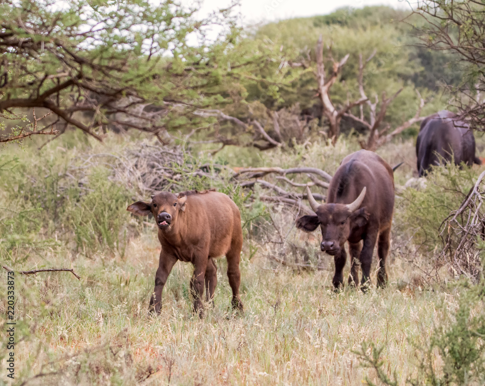 Baby African Buffalo