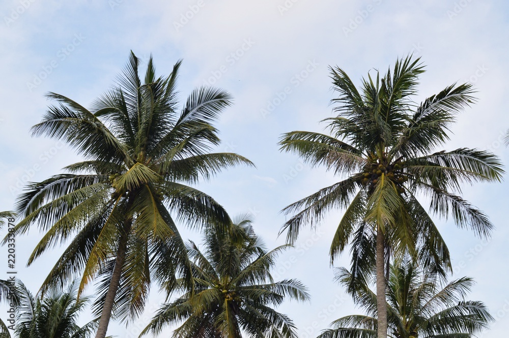the coconut trees against the sky