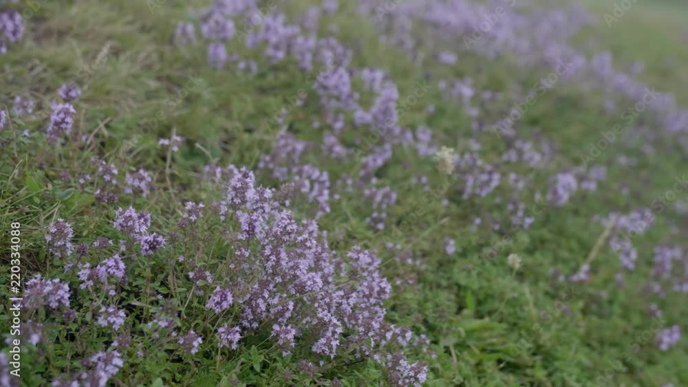 Close up of purple flowers blowing in the wind Close up of purple flowers blowing in the wind