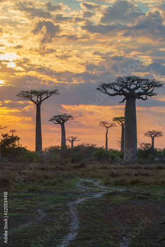 Wallpaper Mural Beautiful Baobab trees at sunset at the avenue of the baobabs in Madagascar Torontodigital.ca