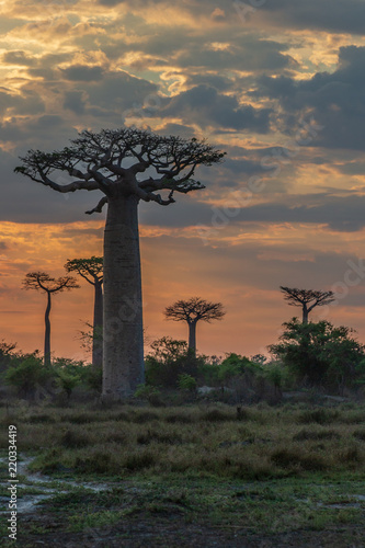 Wallpaper Mural Beautiful Baobab trees at sunset at the avenue of the baobabs in Madagascar Torontodigital.ca