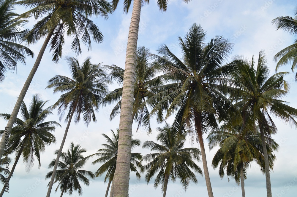 the coconut trees against the sky