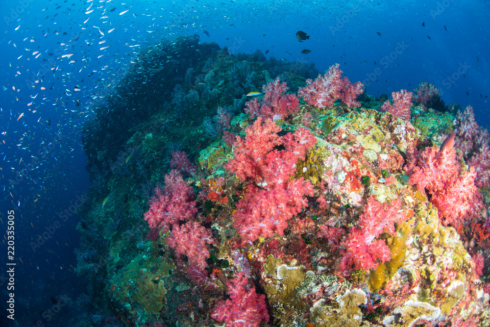 Fototapeta premium Wonderful and beautiful underwater world with ccoral reef landscape background in the deep blue ocean with colorful fish and marine life