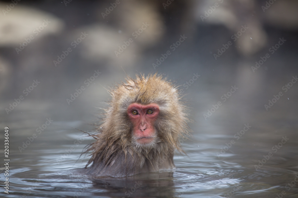 Fototapeta premium macaque monkey in a bath in japan