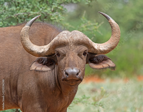 African Buffalo Portrait