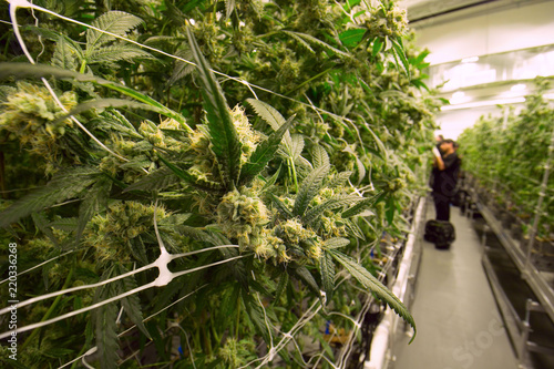 Cannabis Plant Worker Indoor Cultivation photo