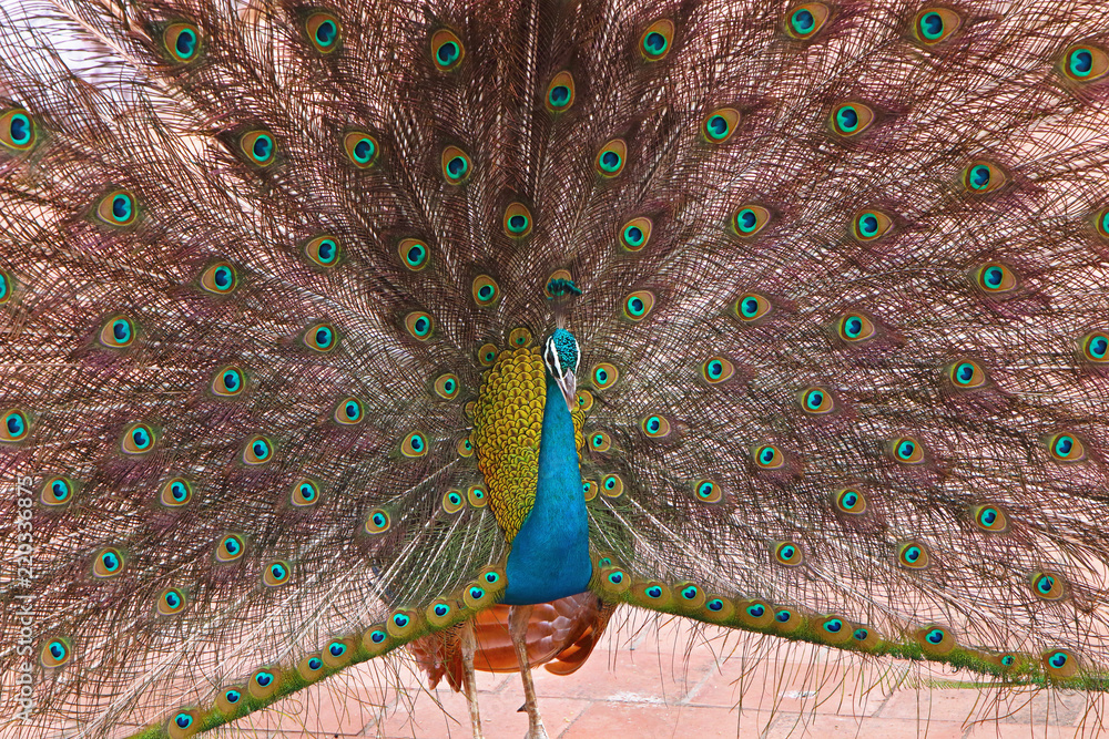 Obraz premium Close-Up of peacock with fanned feathers