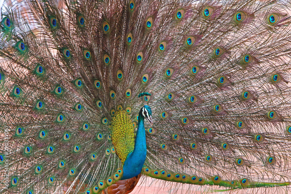 Obraz premium Close-Up of peacock with fanned feathers