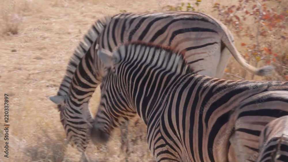 Burchell's zebra shaking head up and down with herd in wildlife reserve Burchell's zebra shaking head up and down with herd in wildlife reserve