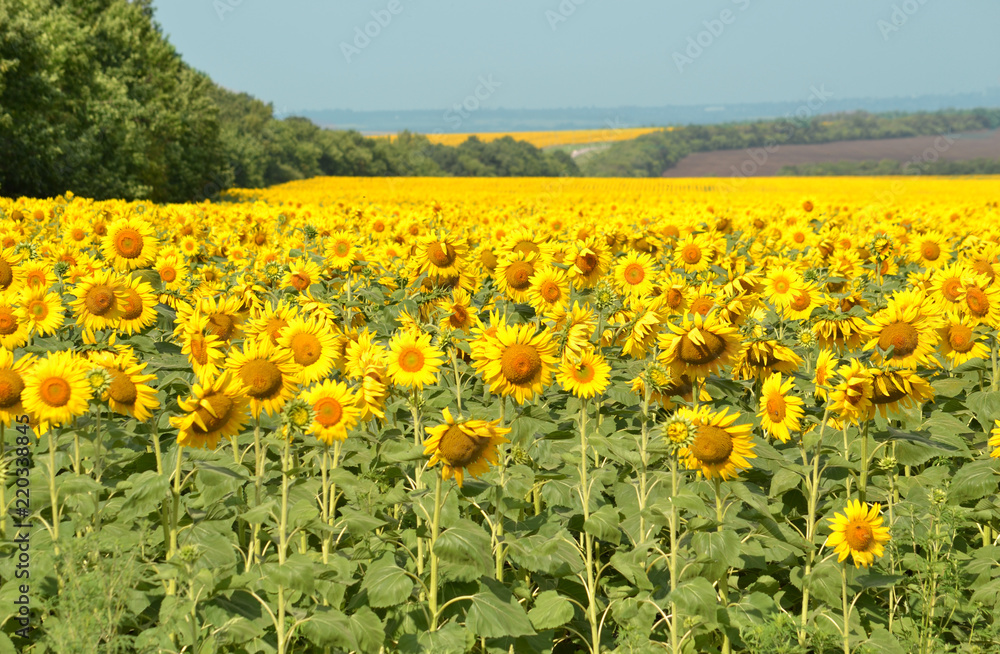 Field of sunflowers on a blue sky background.
