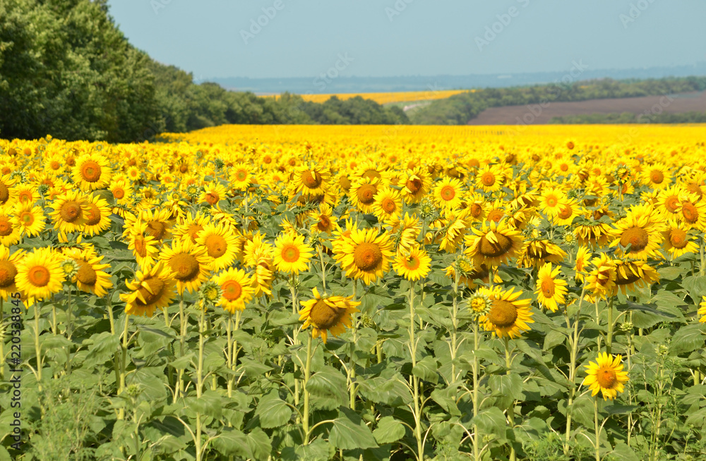 Fototapeta premium Field of sunflowers on a blue sky background.