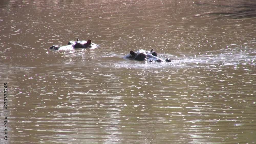 Two hippos playing in the water with heads sticking up Two hippos playing in the water with heads sticking up