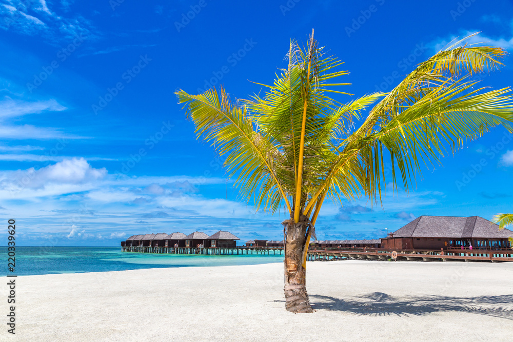 Obraz premium Palm tree in the Maldives