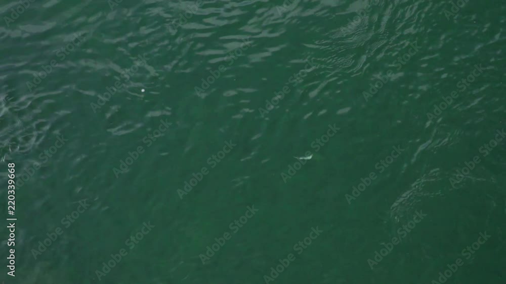 Live shot following a fishing lure, through a river. The lure comes in the right side of the frame, the camera follows and zooms in a bit, and then the lure exits the left side of the frame. Live shot following a fishing lure, through a river. The lure comes in the right side of the frame, the camera follows and zooms in a bit, and then the lure exits the left side of the frame.