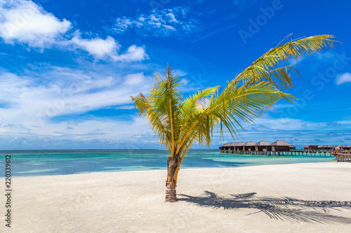 Palm tree in the Maldives