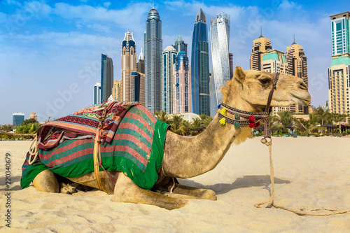 Camel in front of Dubai Marina