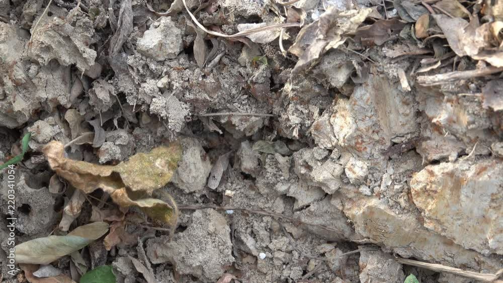 Fire ants in Thailand suddenly swarming out of their nest in the ground Fire ants in Thailand suddenly swarming out of their nest in the ground