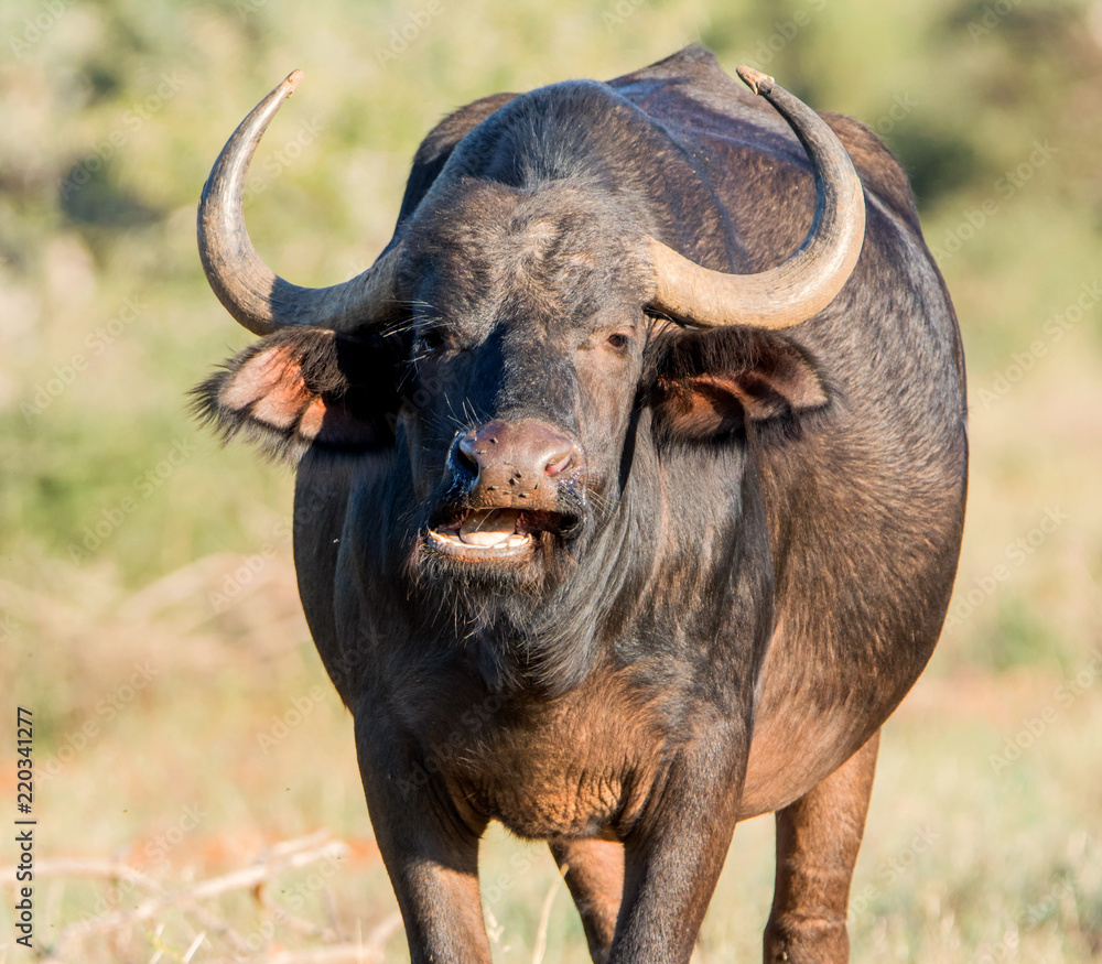 Fototapeta premium African Buffalo Portrait