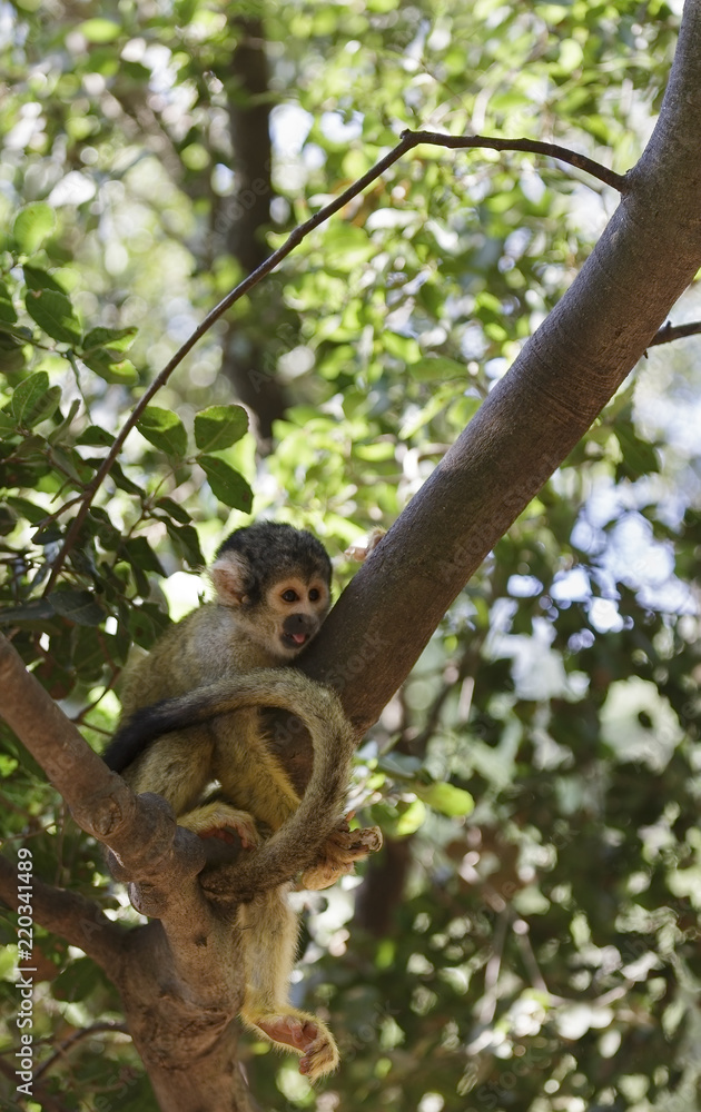 Fototapeta premium Squirrel monkey in the tree