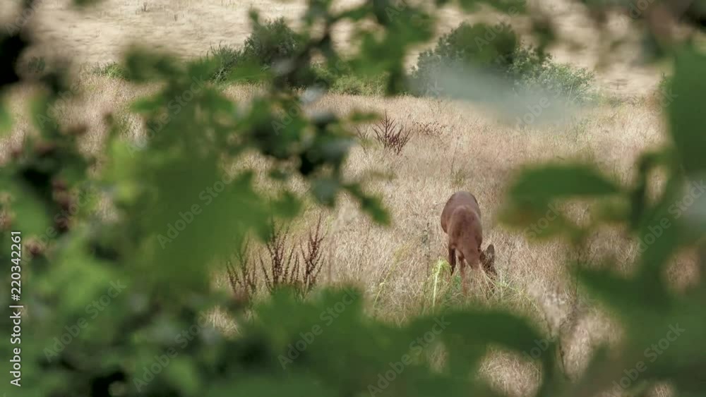 Deer feeding in a field in front of a urban setting. Stock Video