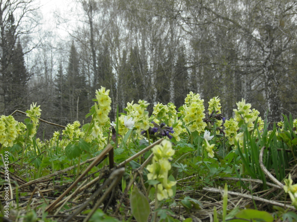siberian spring siberian spring