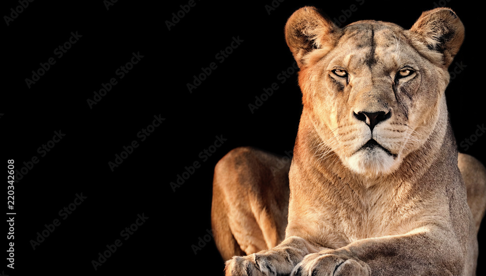 Fototapeta premium lwica z czarnym tłem