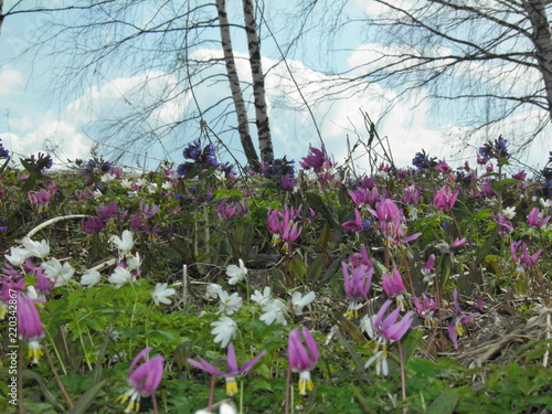 Spring wild flowers