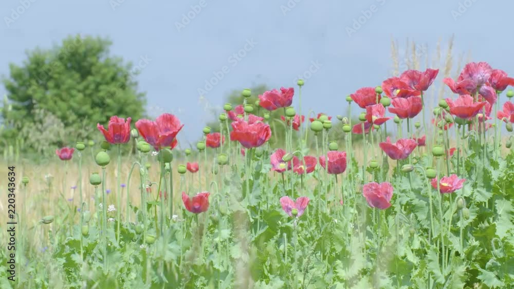 Poppy Flowers in Austria Poppy Flowers in Austria