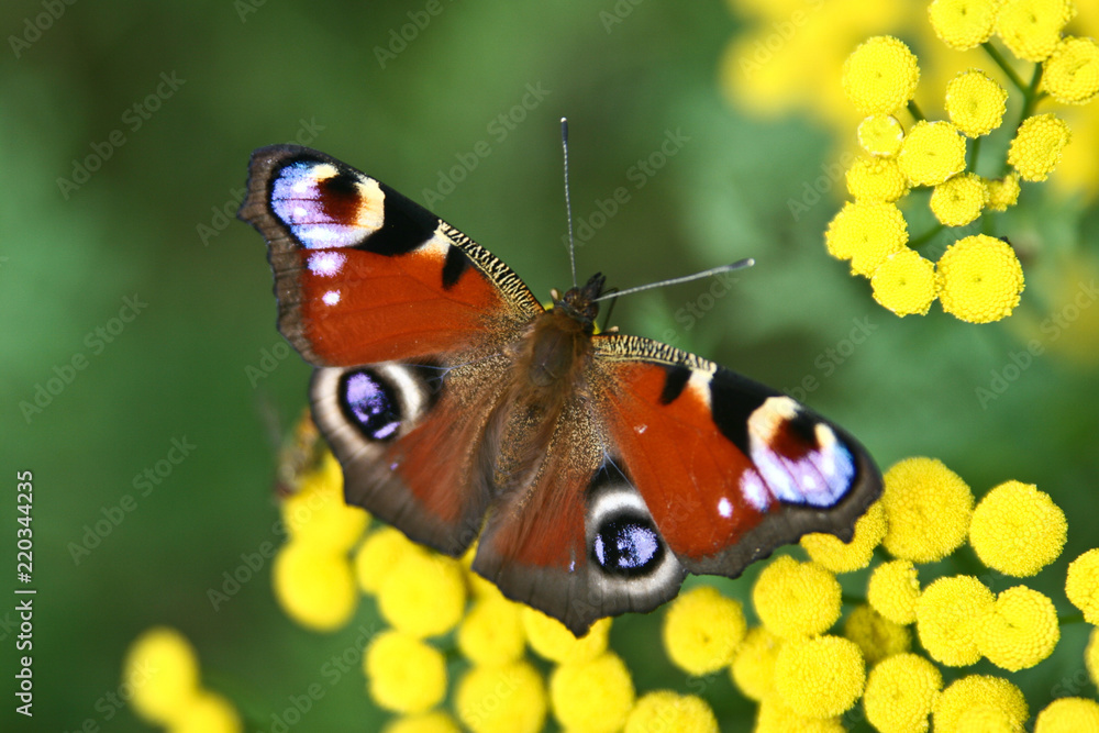 Obraz premium Red butterfly