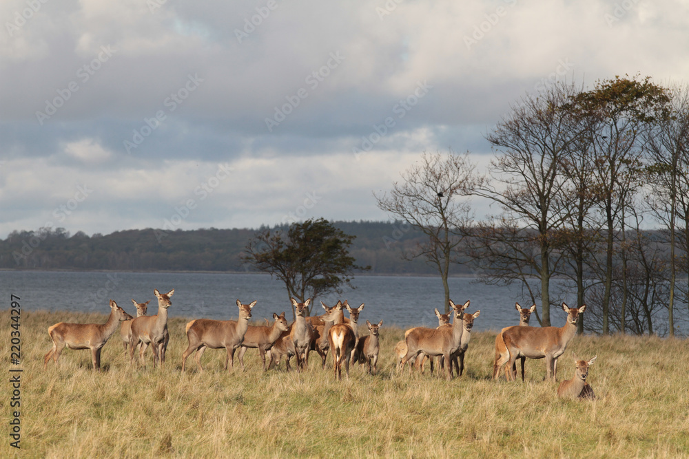 Deers Deers