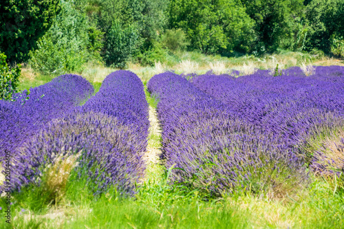 Fototapeta Naklejka Na Ścianę i Meble -  Champs de lavande.