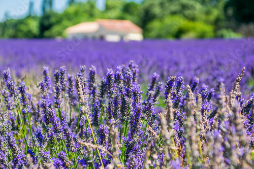 Fototapeta Naklejka Na Ścianę i Meble -  Champs de lavande.