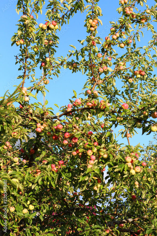 Apple tree in the garden with lots of ripe apples