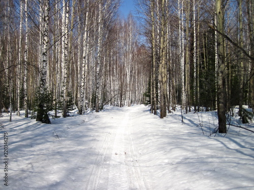 Wallpaper Mural Spring at taiga Torontodigital.ca