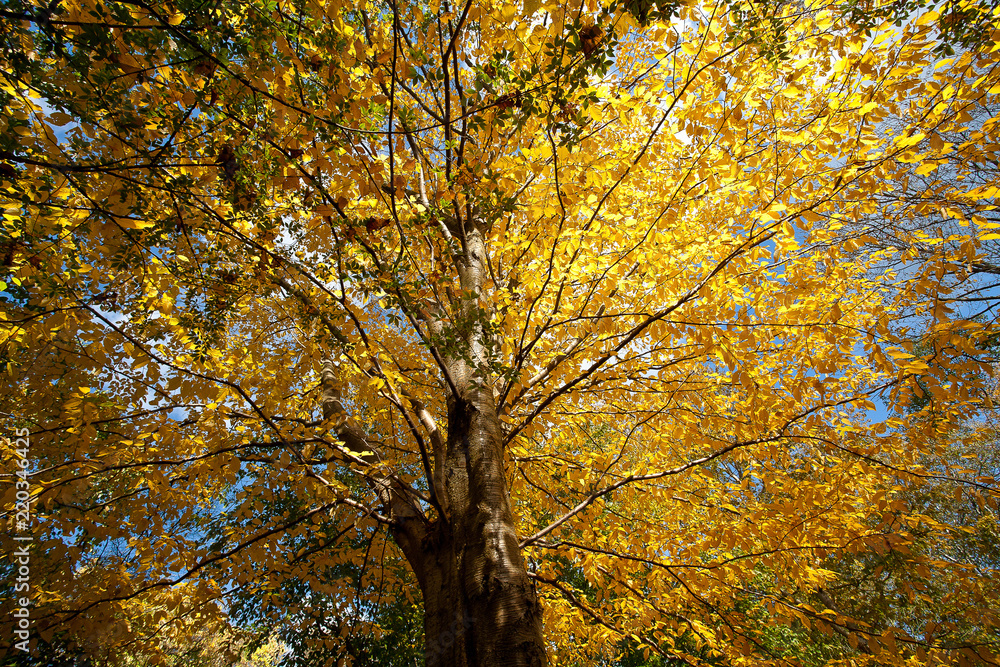 Trees in autumn in denmark