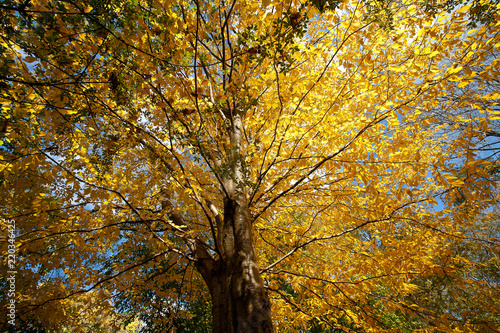 Trees in autumn in denmark