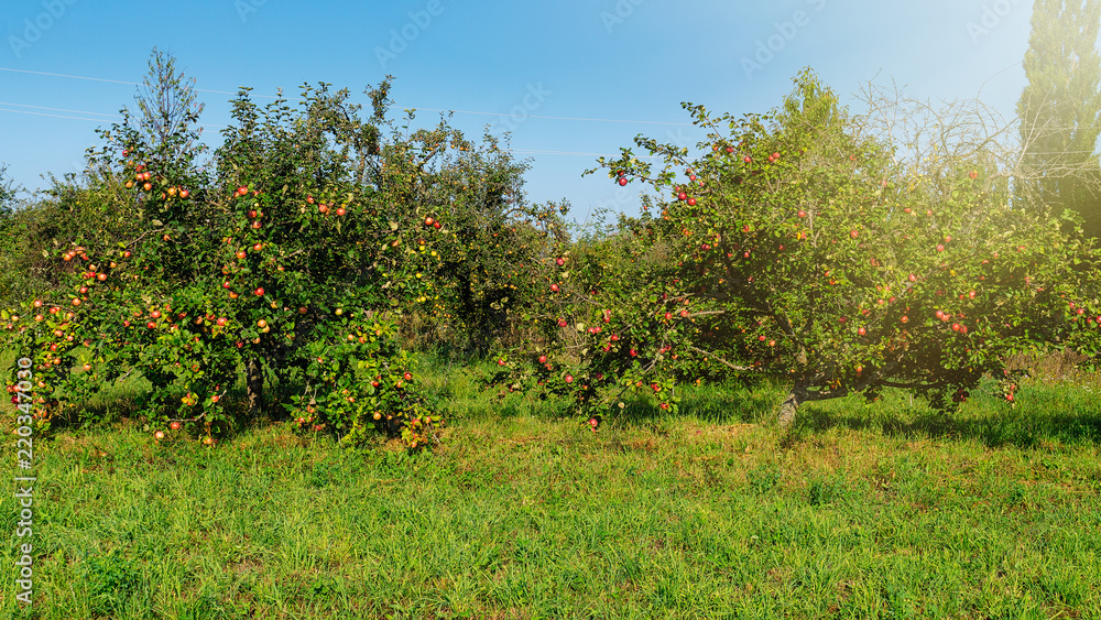 Apple Garden. ripe apples on a tree.