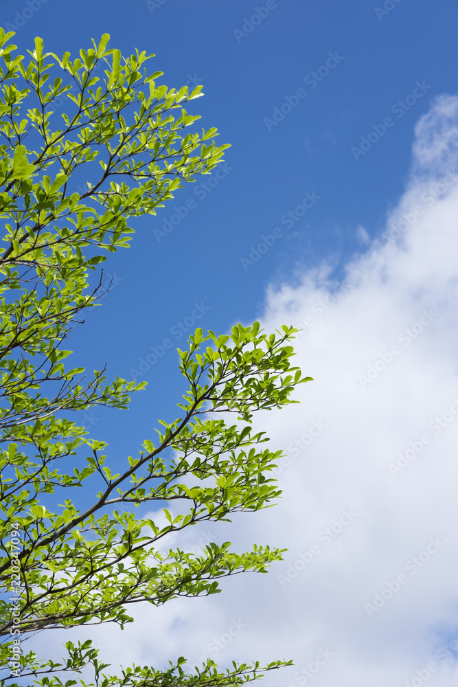 Obraz premium 空と葉