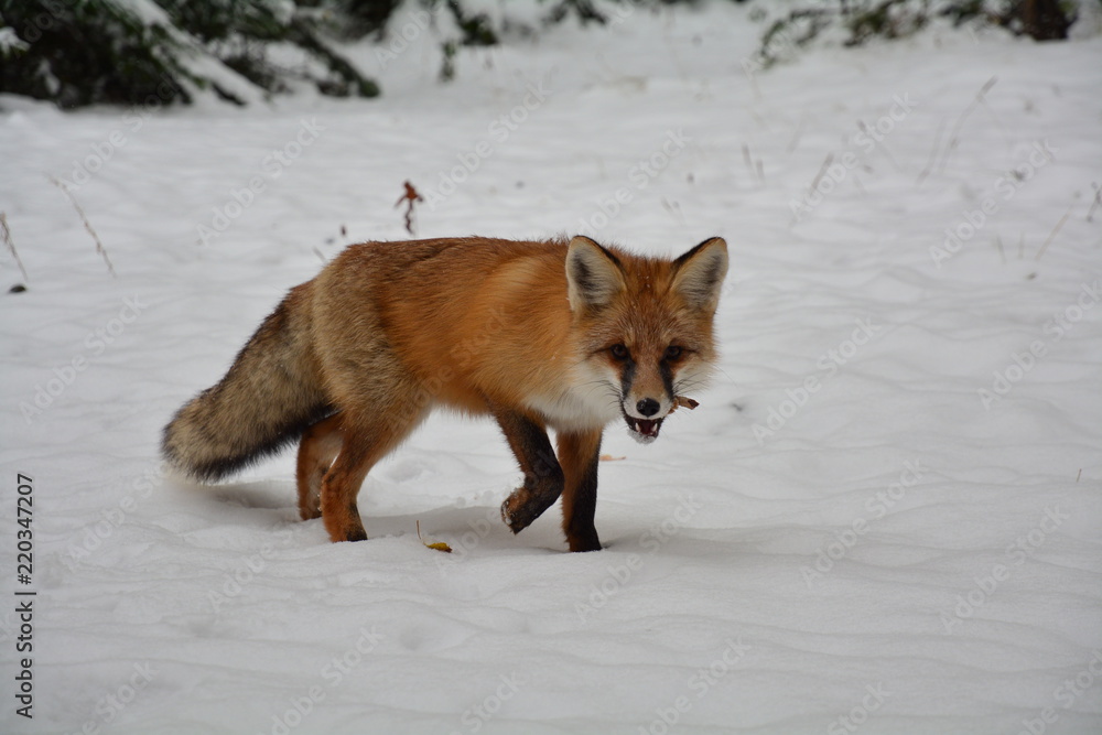 Fototapeta premium winter fox forest