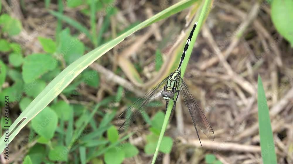 Green Marsh Hawk dragonfly (Orthetrum sabina), also called the Slender Skimmer, perched on a grass stem, looking around and then taking off Green Marsh Hawk dragonfly (Orthetrum sabina), also called the Slender Skimmer, perched on a grass stem, looking around and then taking off