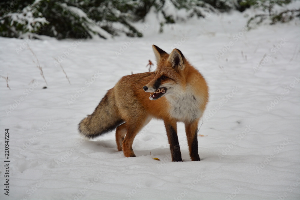 winter fox forest winter fox forest