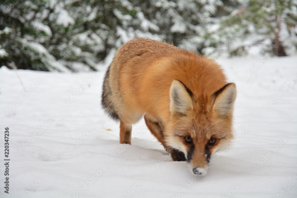 Obraz premium winter fox forest