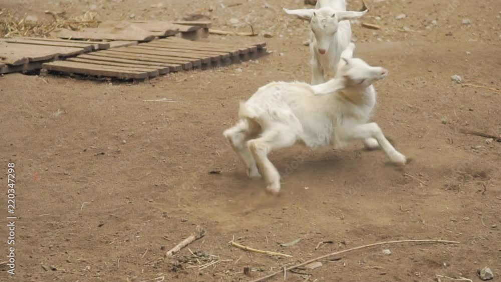 Baby goats playing and falling in a farm in countryside Costa Rica Baby goats playing and falling in a farm in countryside Costa Rica