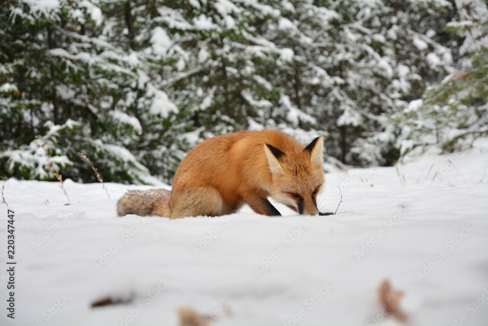 winter fox forest winter fox forest