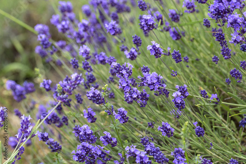 Fototapeta Naklejka Na Ścianę i Meble -  Lavender flowers blooming in the garden, beautiful lavender field.