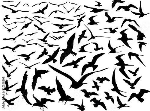 large and small seagulls on white background