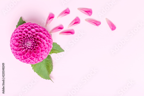 Fototapeta Naklejka Na Ścianę i Meble -  Dahlia ball-barbarry and petals with green leaves - top view on pink bright summer flower